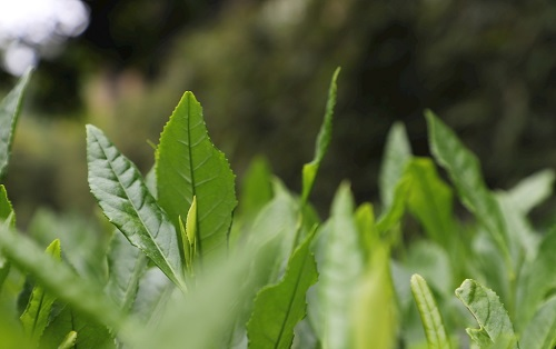 茶葉大國應(yīng)用，土壤養(yǎng)分檢測儀可以對茶葉合理施肥有何等指導(dǎo)作用？