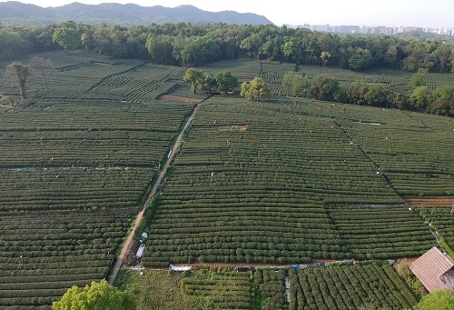 肥料不是越多越，利用測土儀提高化肥利用率